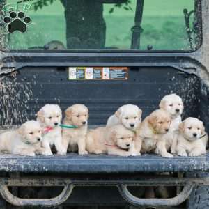 Trace, Golden Retriever Puppy